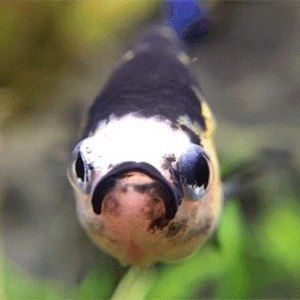 Meet your Posher, Kaela